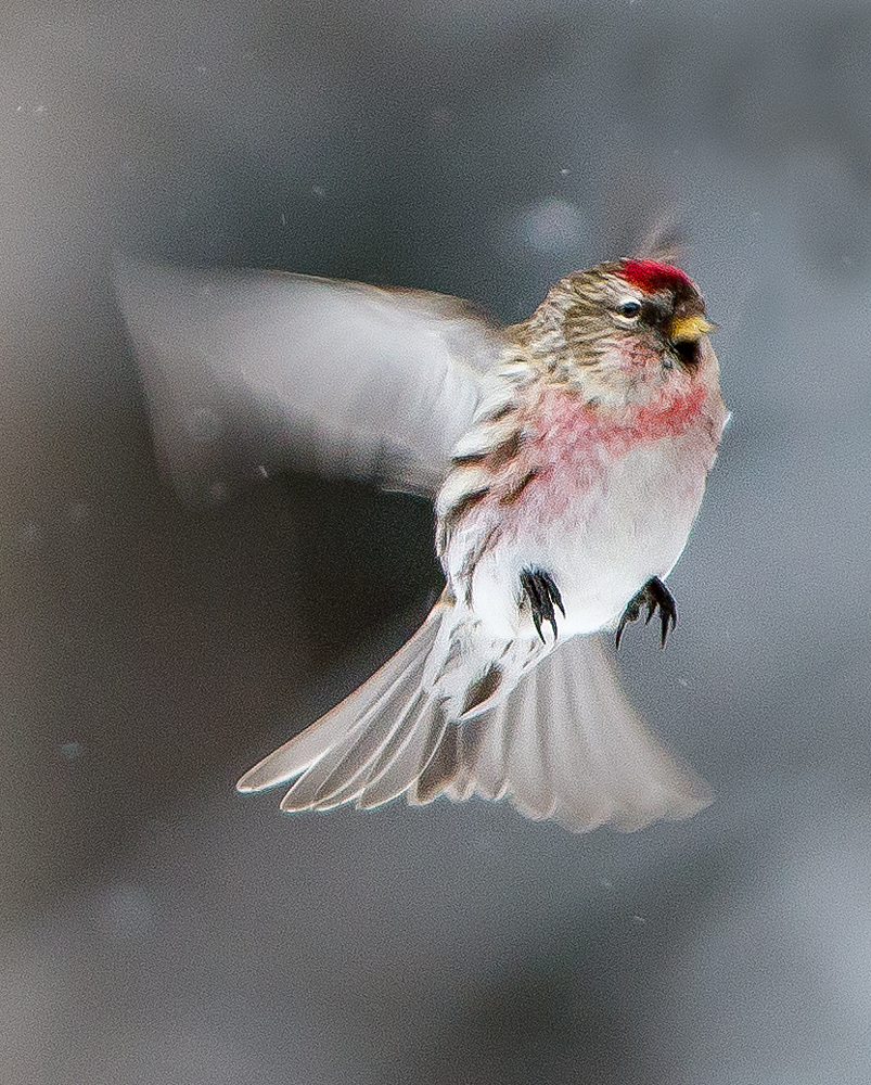 Redpoll ready to land.