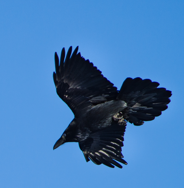 Common Raven on maneuver.