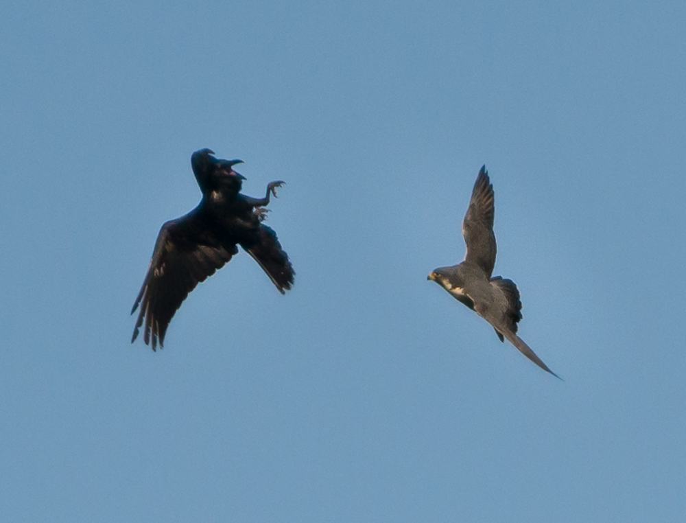 Peregrine Falcon chasing a crow.