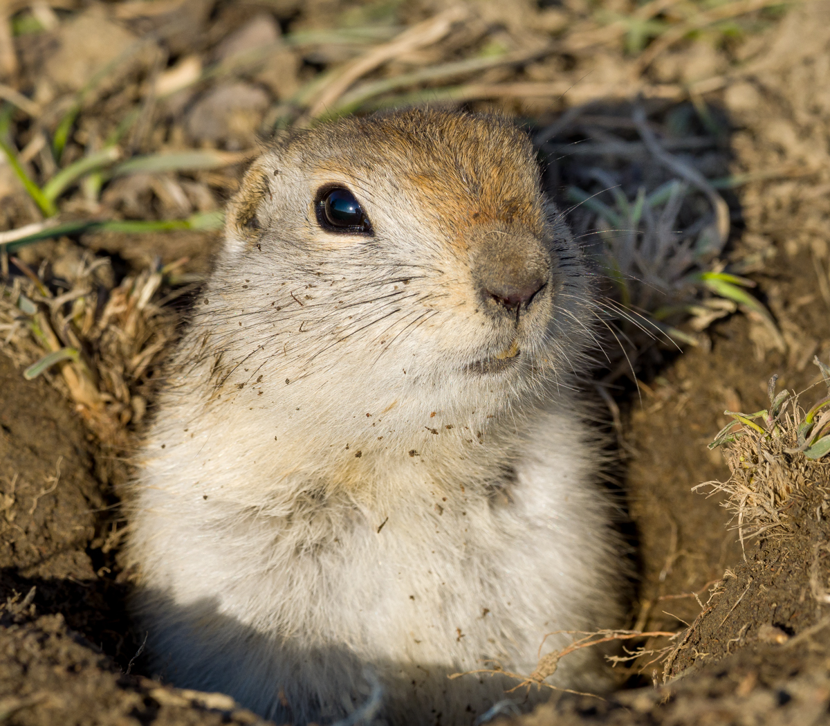 Spring cleaning gives you a dirty face if you are a Richardson's Ground Squirrel.