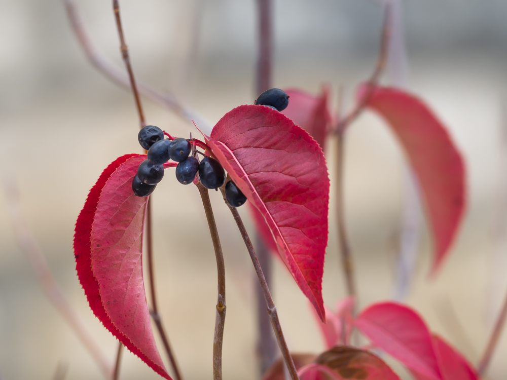 Berries and Red Leaves.